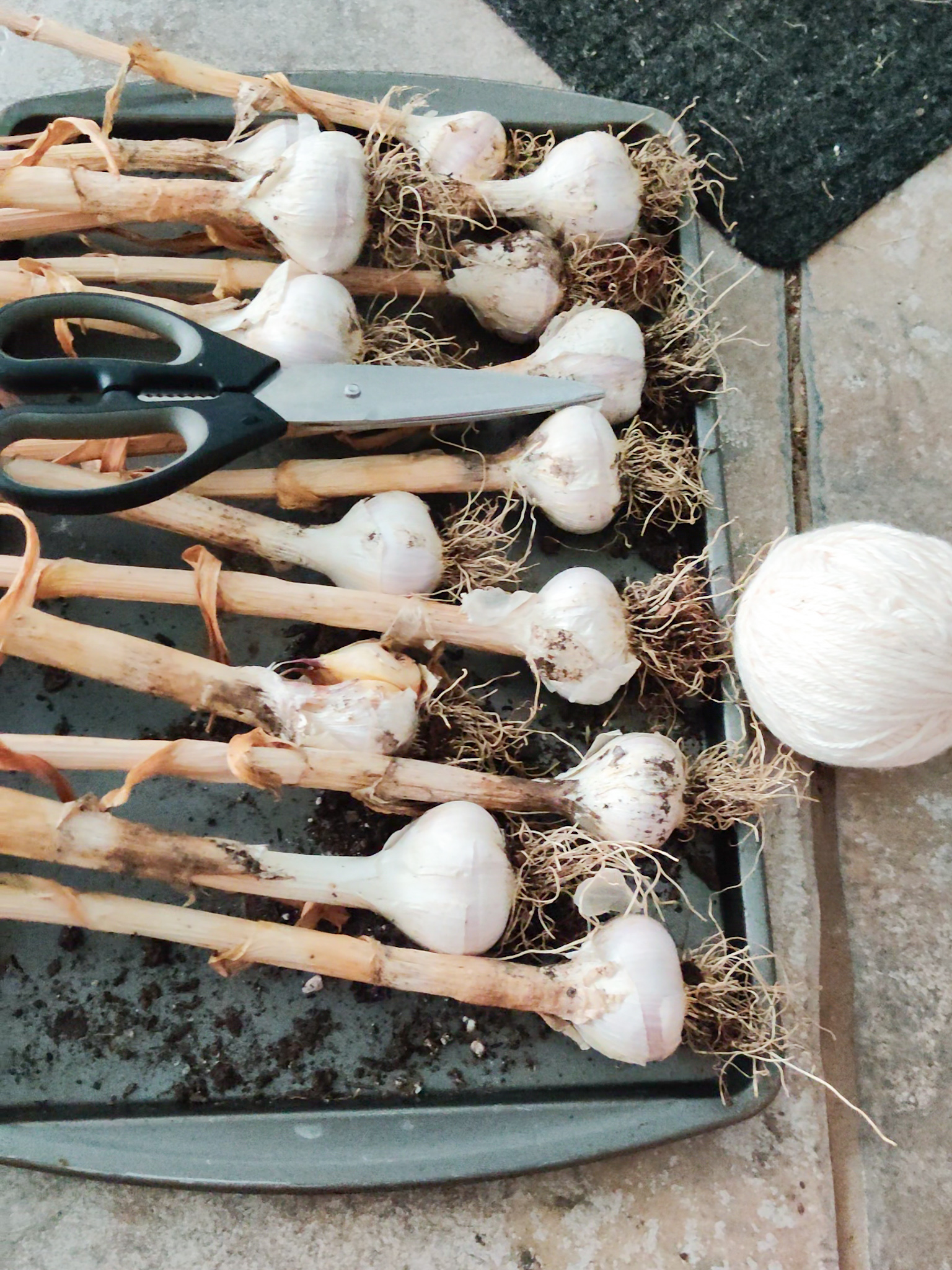 how to braid hardneck garlic